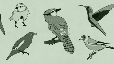 "The Quarantine Birder" T-Shirt From Ryan Duggan + Q&A